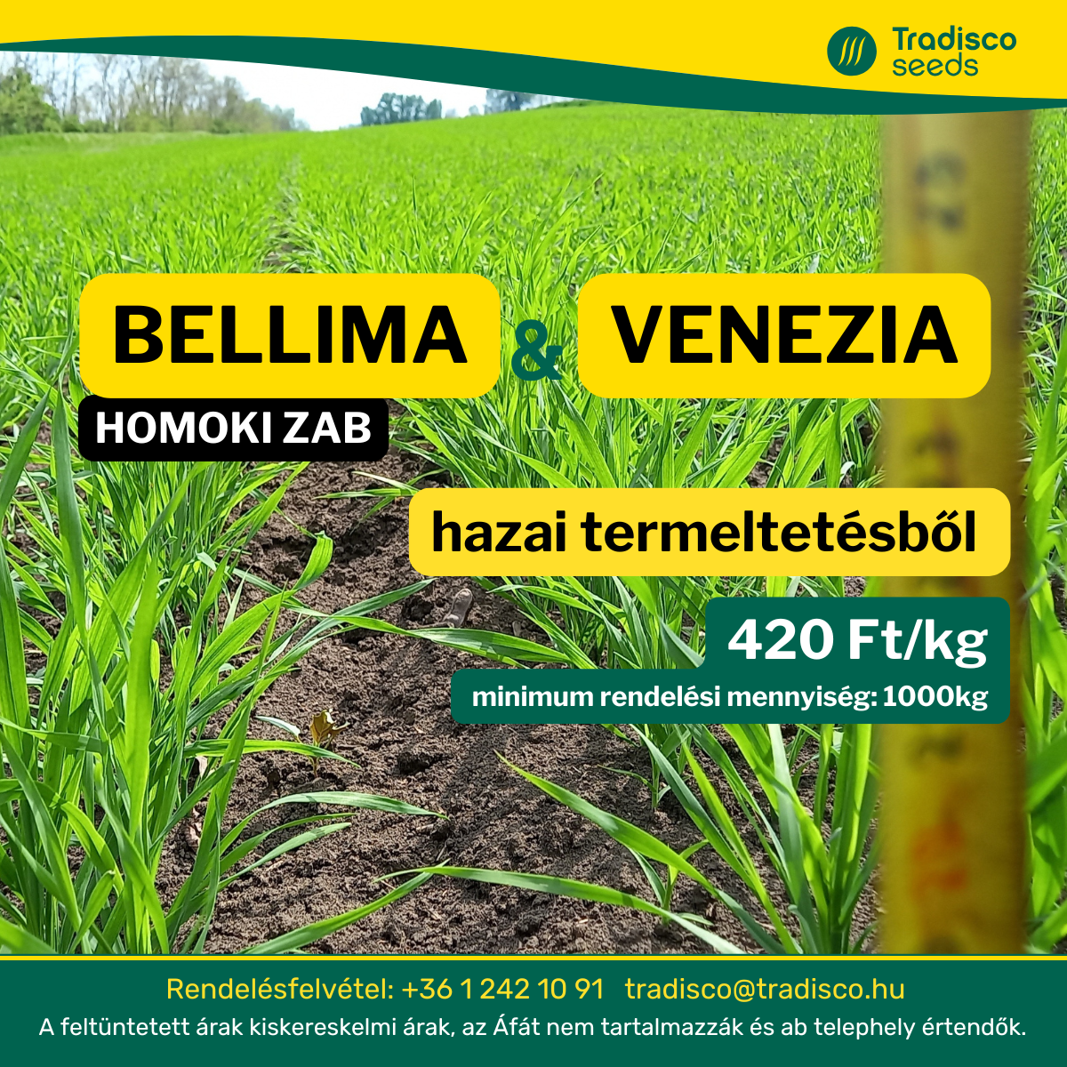 vetőmag venezia bellima