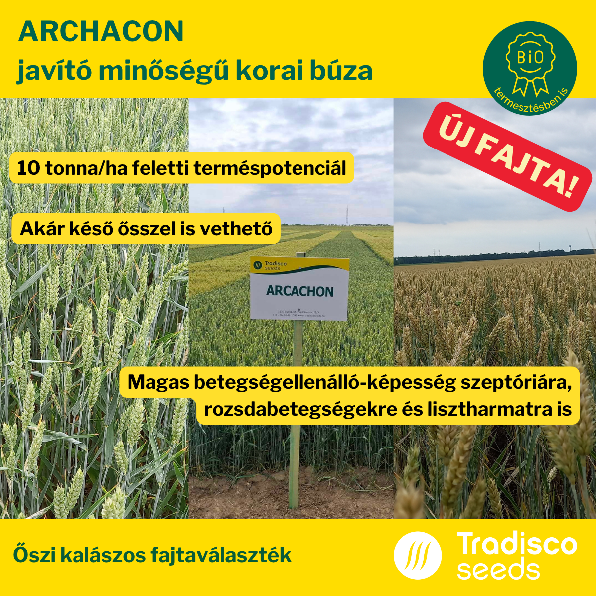 vetőmag búza arcachon