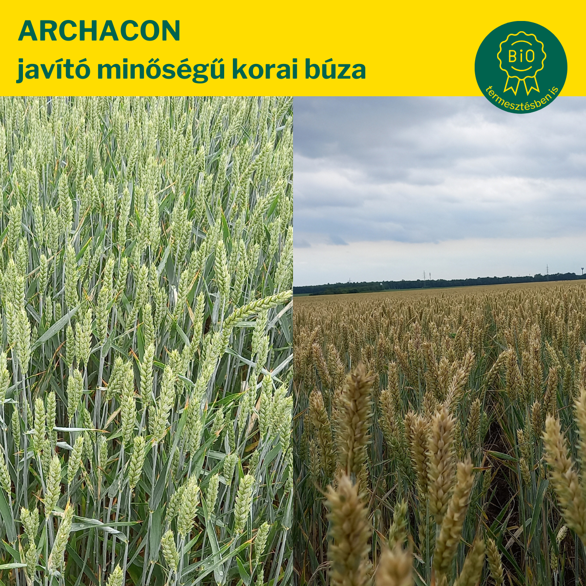 őszi búza arcachon