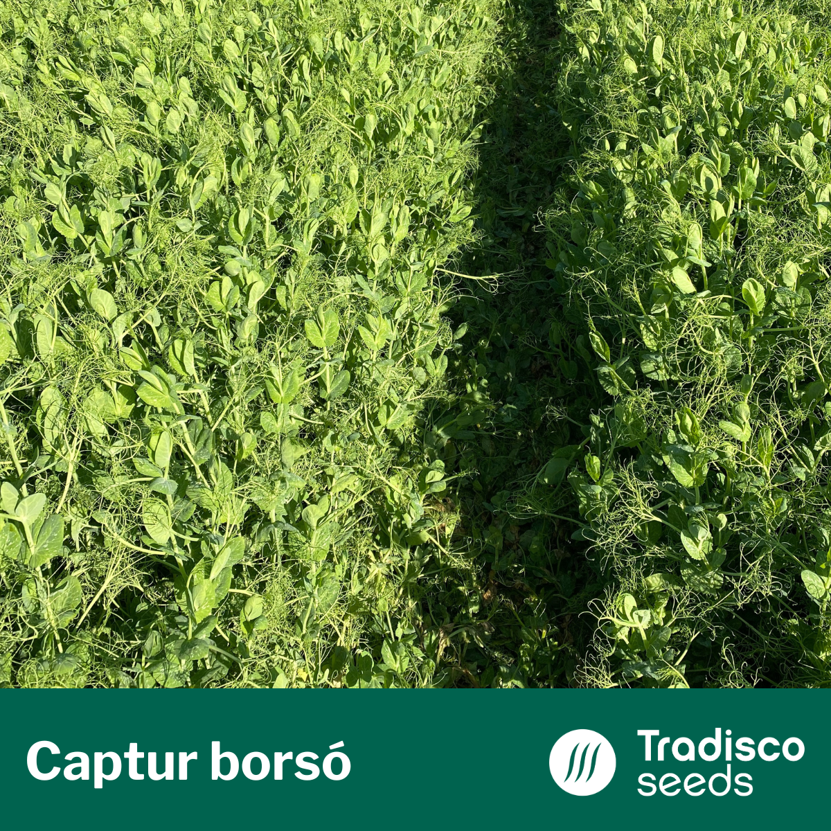 captur borsó vetőmag