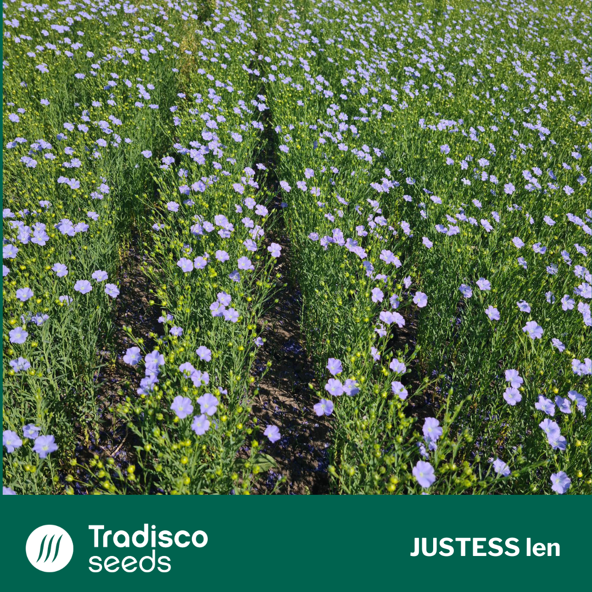 justess len vetőmag