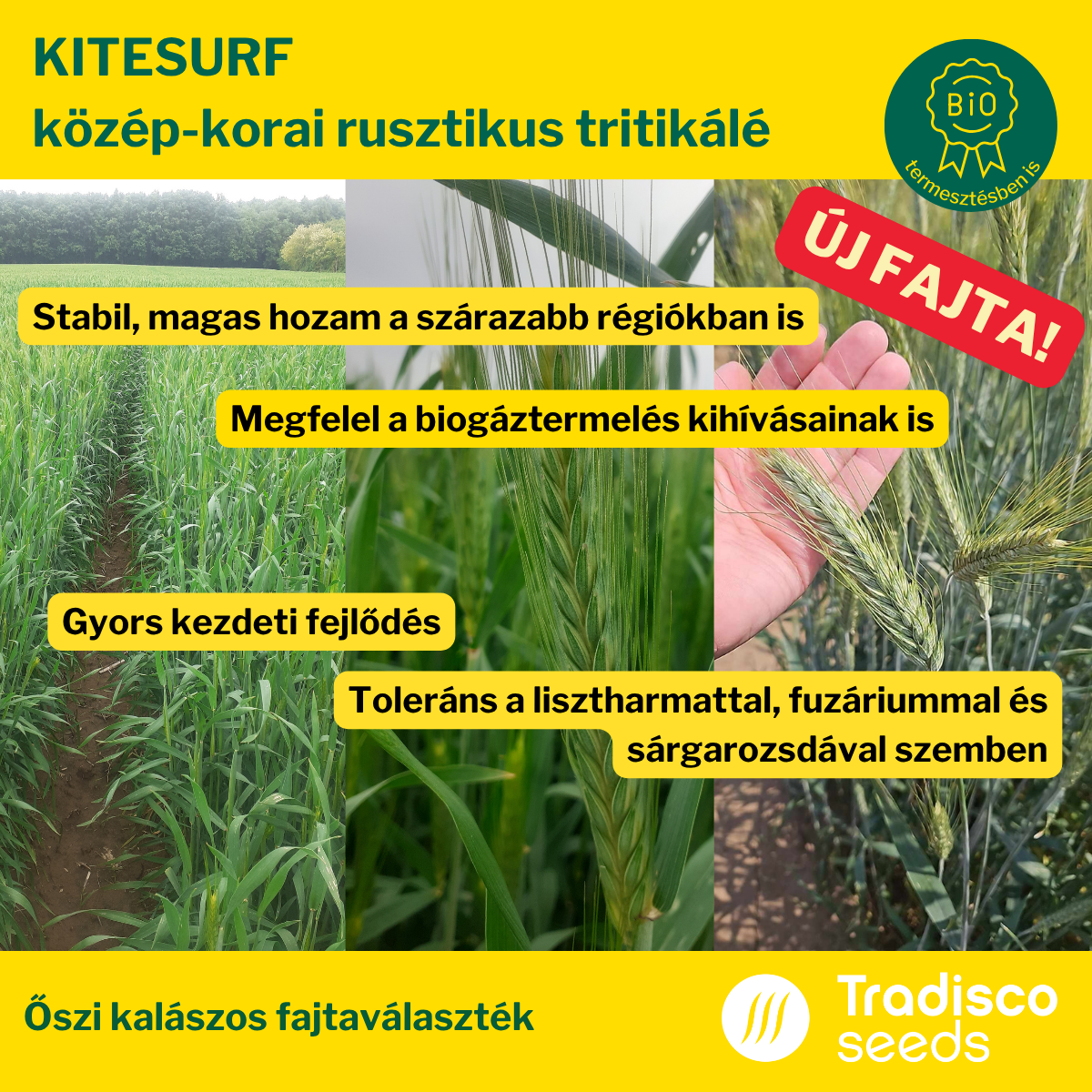 tritikálé KITESURF vatőmag