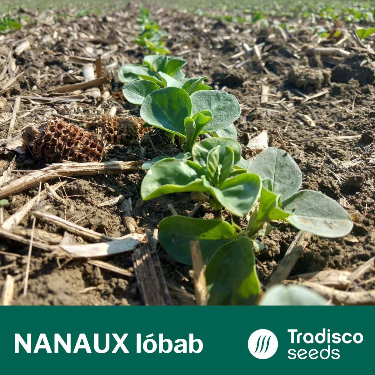 nanaux lóbab vetőmag