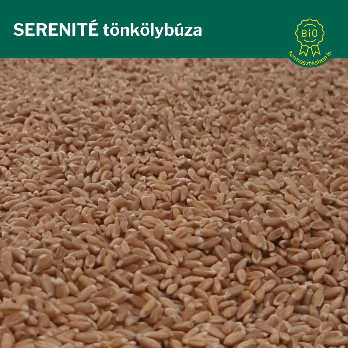 tönkölybúza serenite