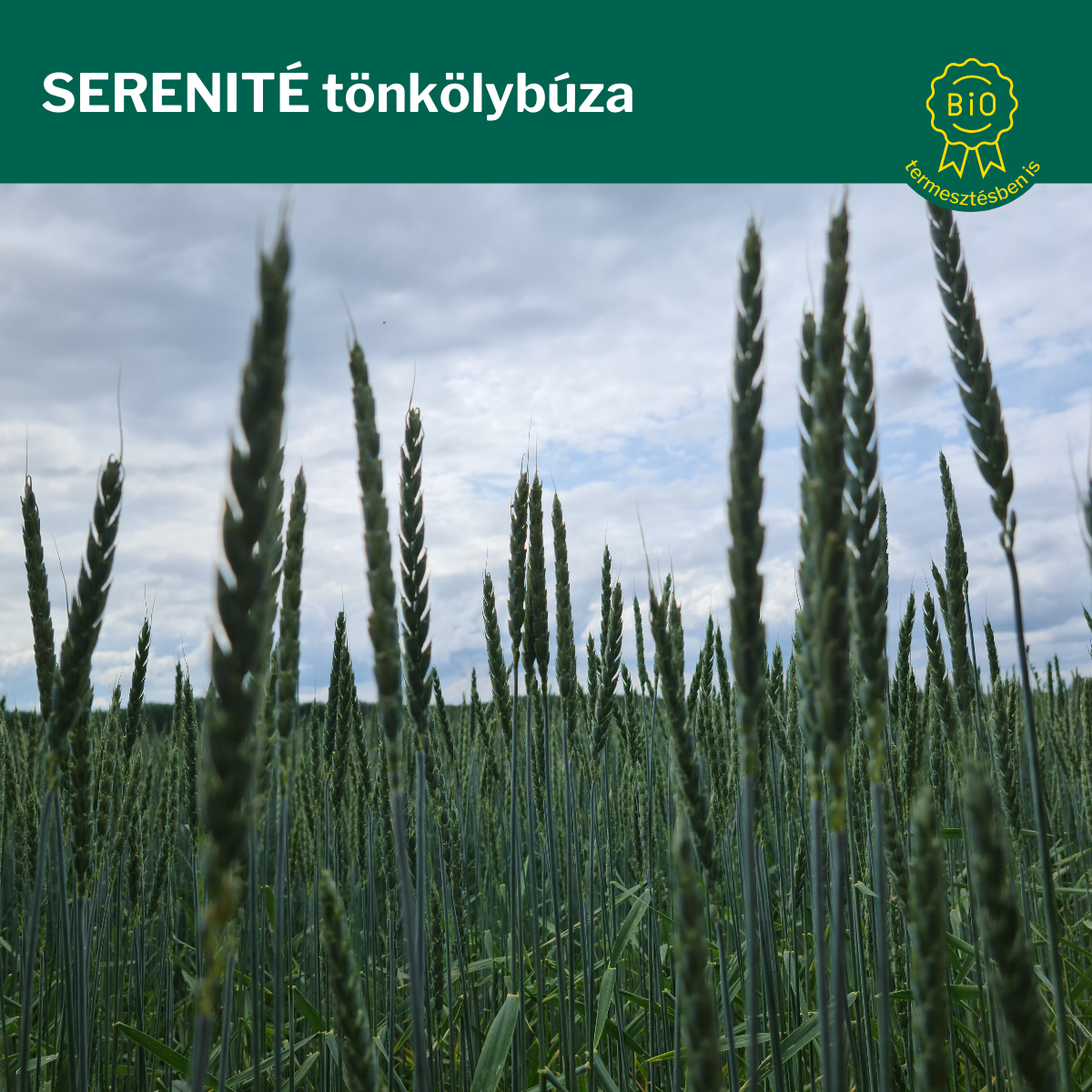 tönkölybúza serenite