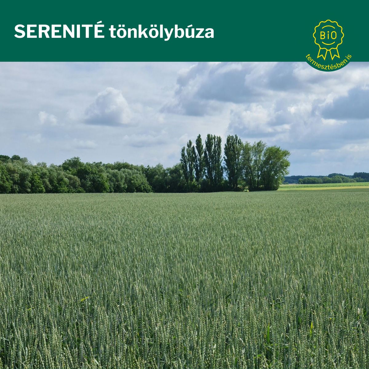 tönkölybúza serenite