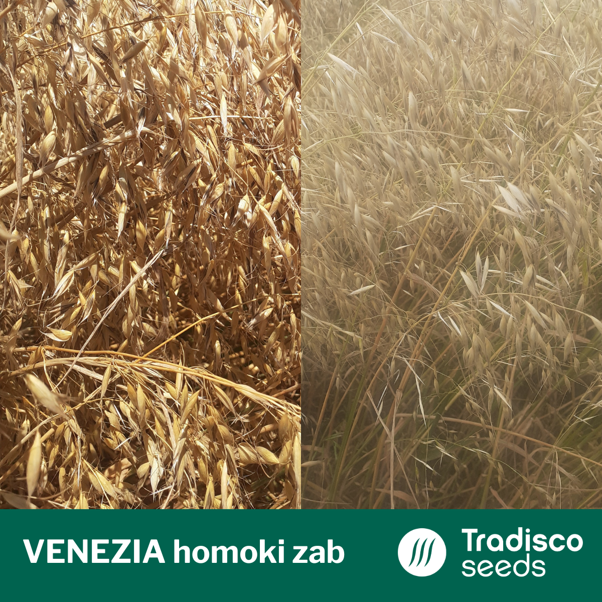 venezia homokizab vetőmag